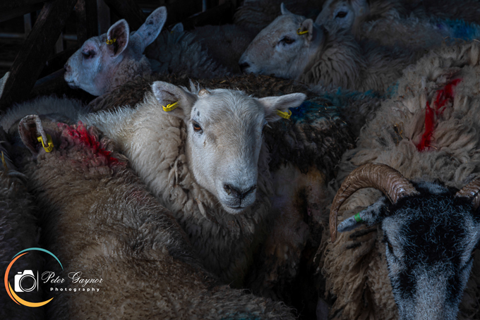 Yorkshire sheep